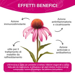 Echinacea Fast