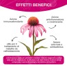 Echinacea Fast