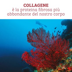 Collagene marino idrolizzato