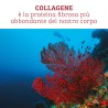 Collagene marino idrolizzato